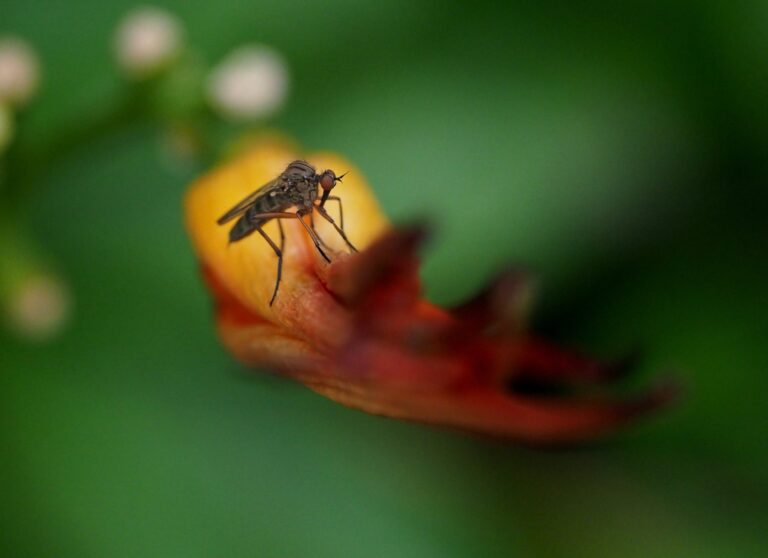 Sarasota Pest Control