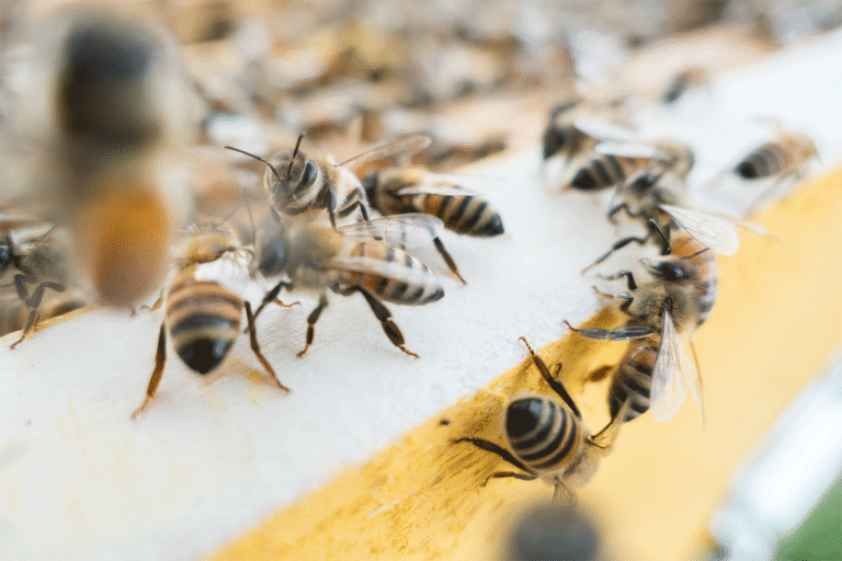 bees- Bradenton Pest Control
