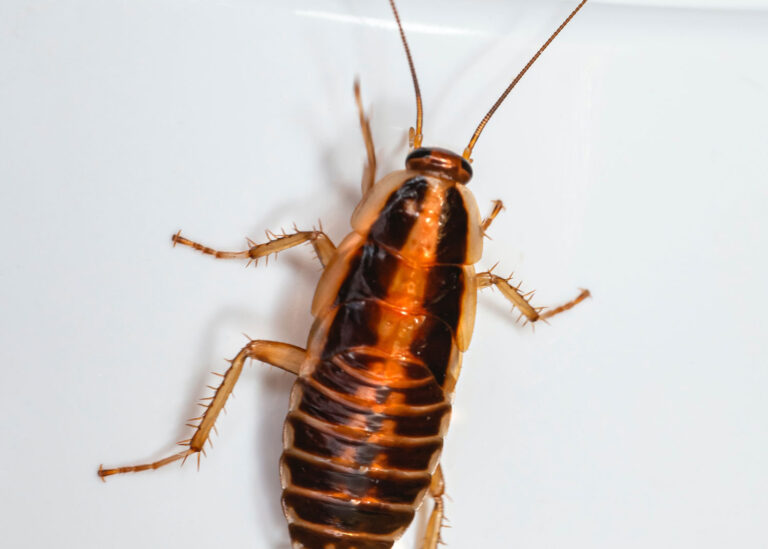 Sarasota Pest Control