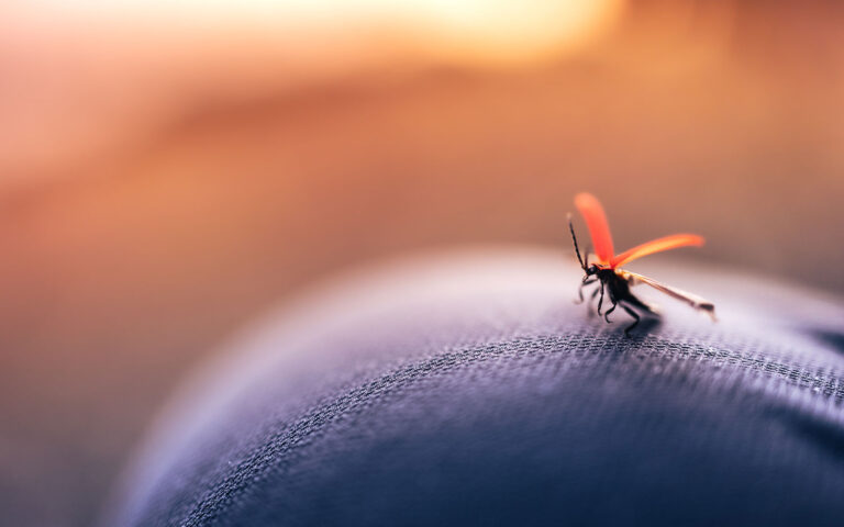 Sarasota Pest Control