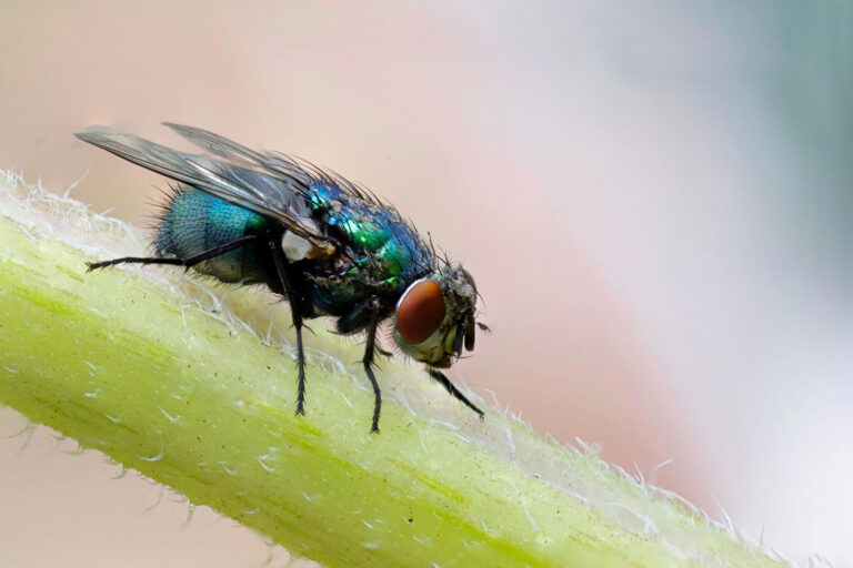 Sarasota Pest Control