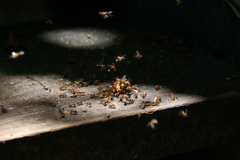 Sarasota Pest Control
