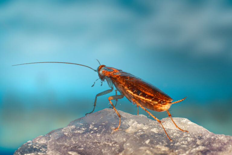 Sarasota Pest Control