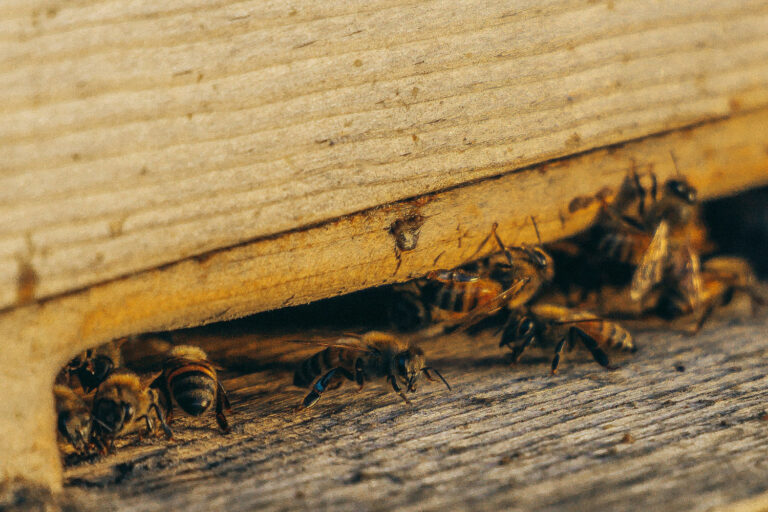 Read more about the article 5 Ways to Identify a Pest Control Problem