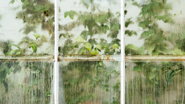 Read more about the article Sarasota Pest Control Services For When You Have Moisture In Your Home 