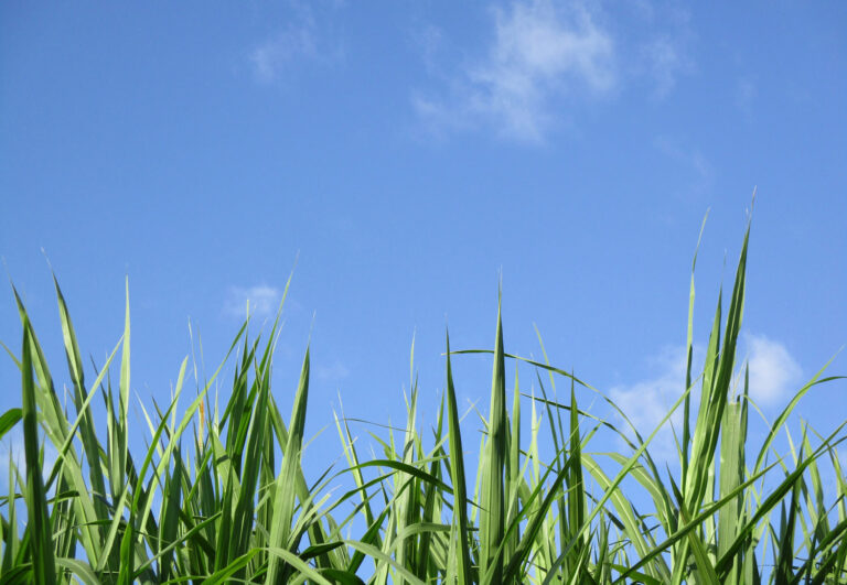 Read more about the article Maintenance Suggestions and Tips for a Healthy Zoysia Grass Lawn