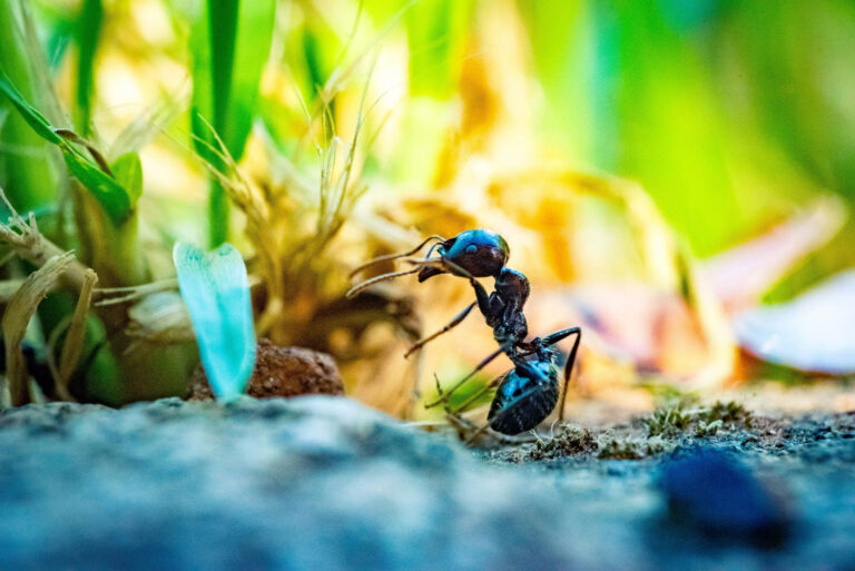 Read more about the article 10 Most Common Pests in Sarasota and How Pest Control Can Help Stop Them