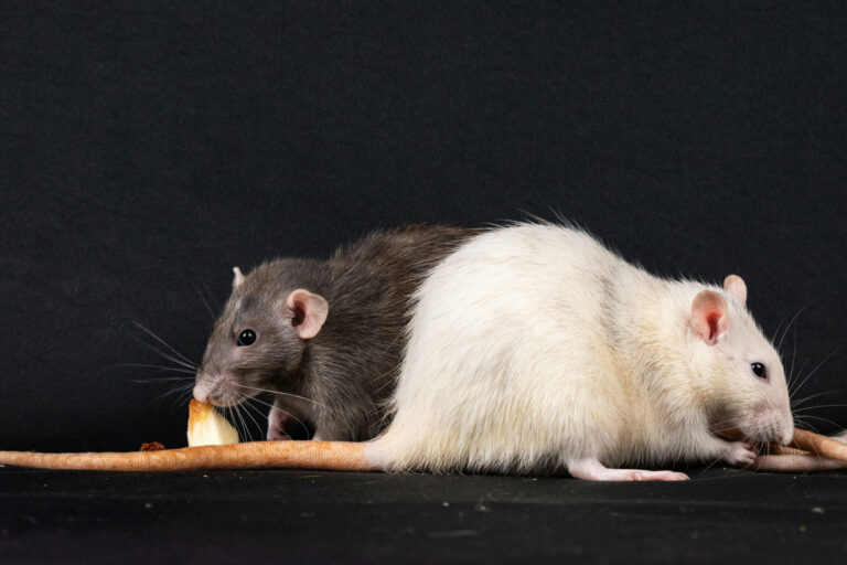 two mice eating cheese sarasota rodent control