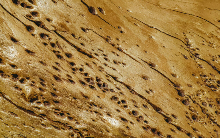 sarasota termite treatment