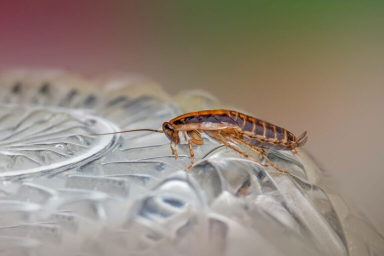 Read more about the article 10 Common Household Pests and How to Control Them with Sarasota Pest Control