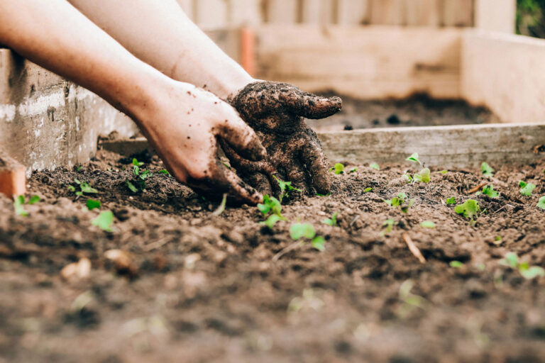 Read more about the article Protecting Your Garden from Bradenton Pests