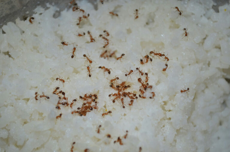 Fire ants Exterminator Near Me
