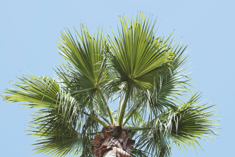 Read more about the article Essential Guide to Sarasota Palm Tree Care