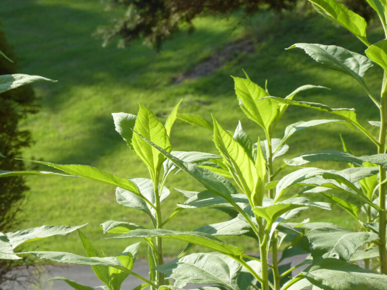 Read more about the article Sarasota Weed and Pest Resistance: Strategies for a Thriving Landscape