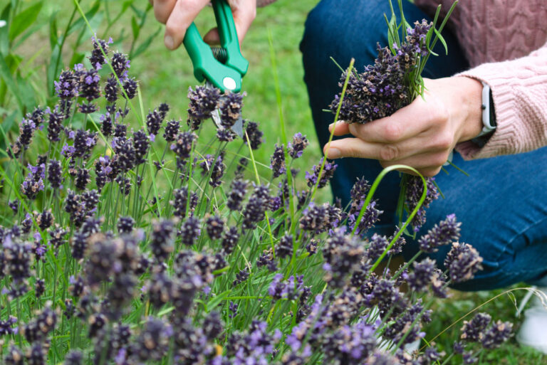 Read more about the article The Importance of Professional Lawn Fertilization