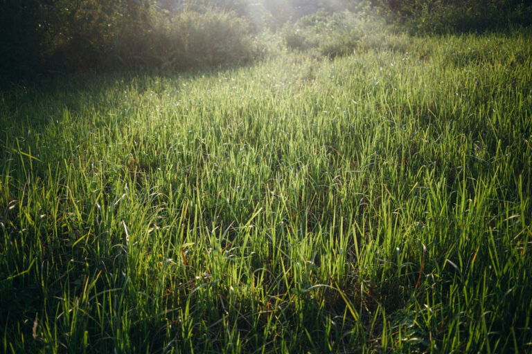 Read more about the article Understanding Lawn Fertilizing: A Key to a Lush Green Yard