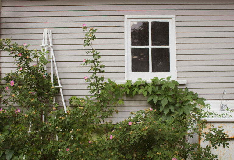 Read more about the article Weeds to Watch Out for in Sarasota, Florida