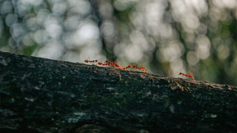 Read more about the article Effective Insect and Weed Control in Sarasota