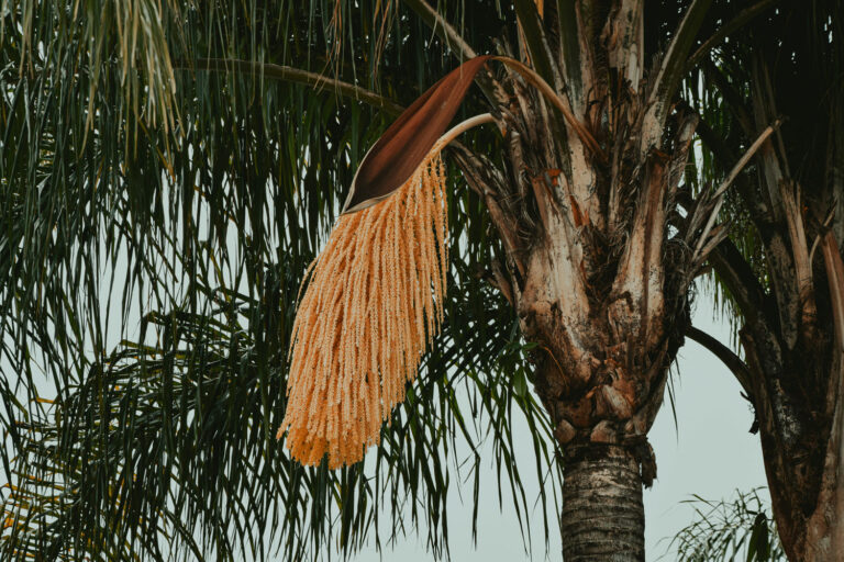 palm tree in Bradenton Florida Bradenton Pest Control near me