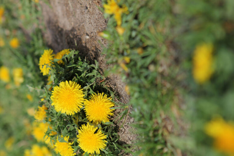 Yellow flowers Sarasota Lawn Care Company