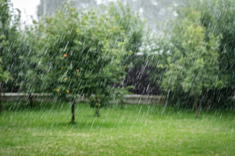 rainy season lawn care sarasota fl