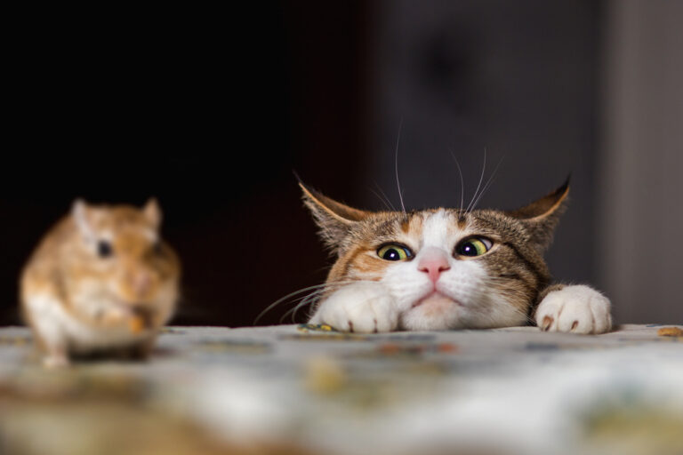 cat looking at mouse. rodents control in sarasota.