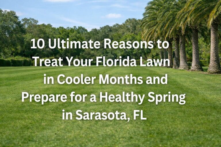 Healthy Sarasota, Florida lawn with palm trees under bright winter sunlight, showing professionally treated grass prepared during cooler months for a lush, healthy spring lawn.